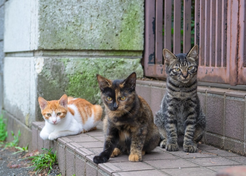 Domestic Shorthair (Rescue Cat) face