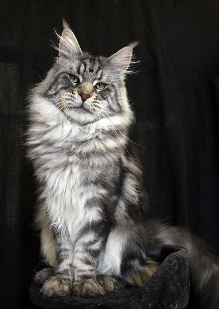 Maine Coon face