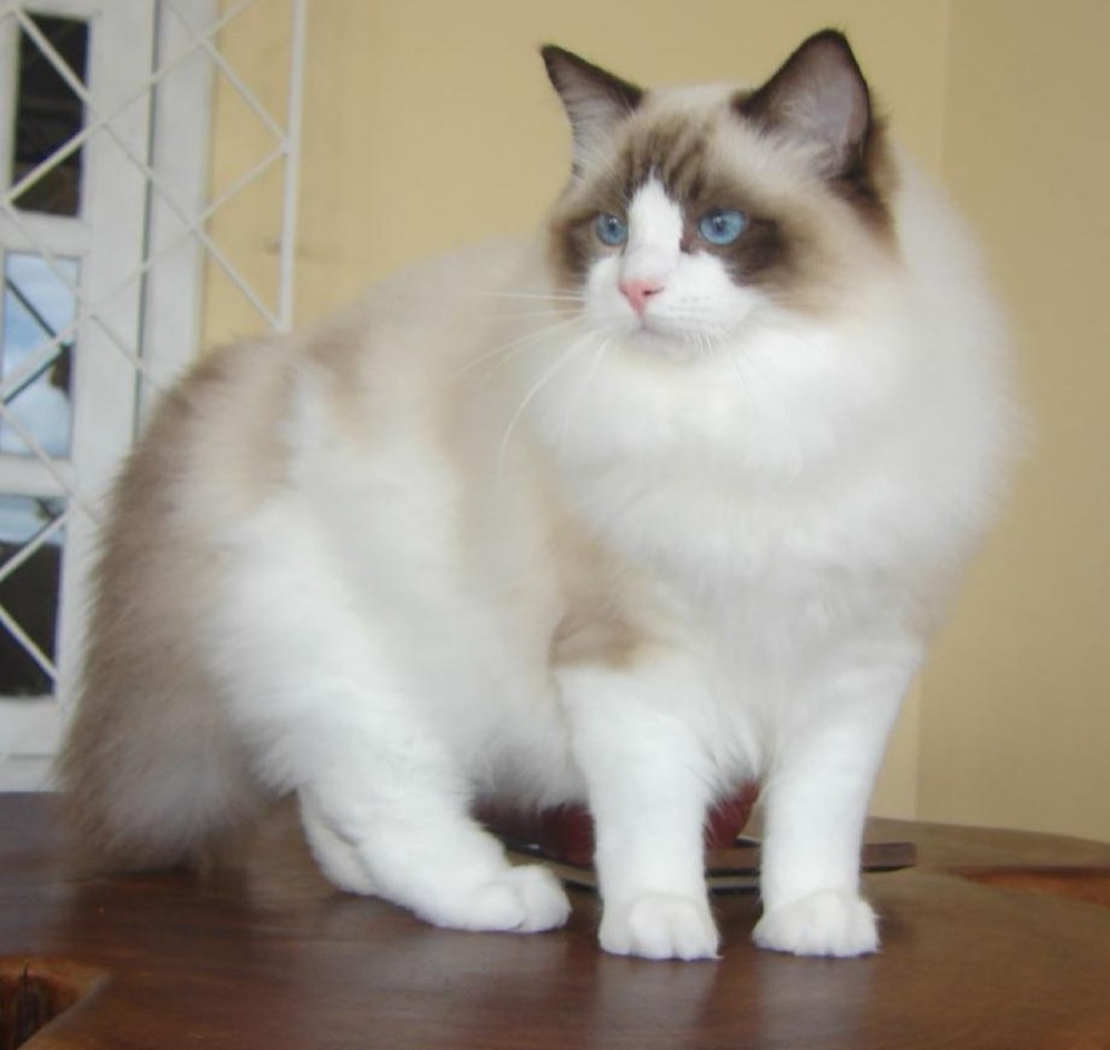 Ragdoll face