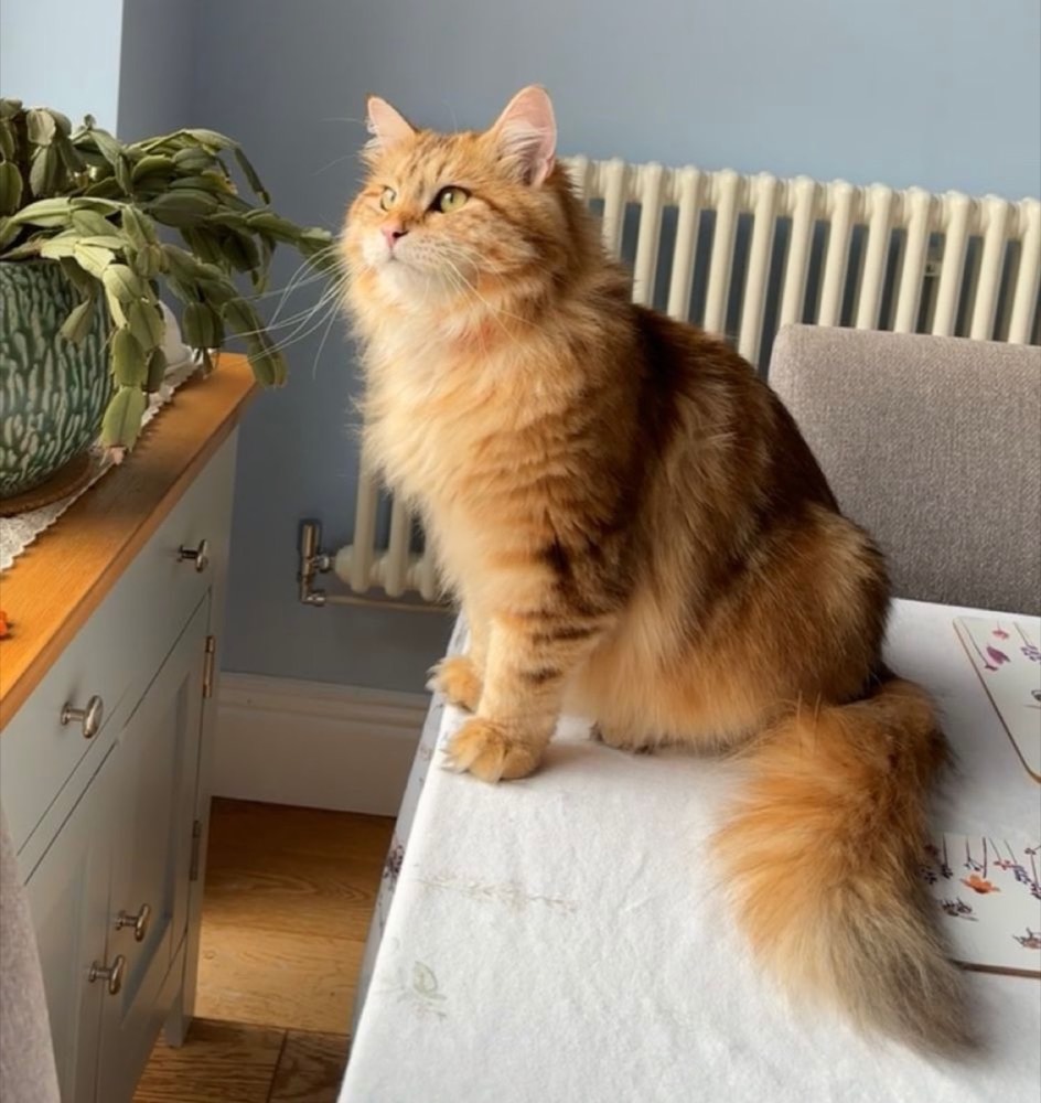 Siberian Forest Cat face