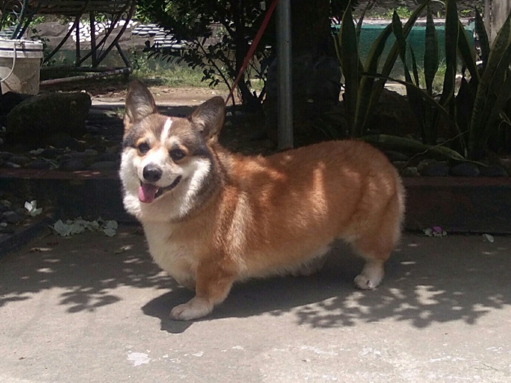 Pembroke Welsh Corgi face