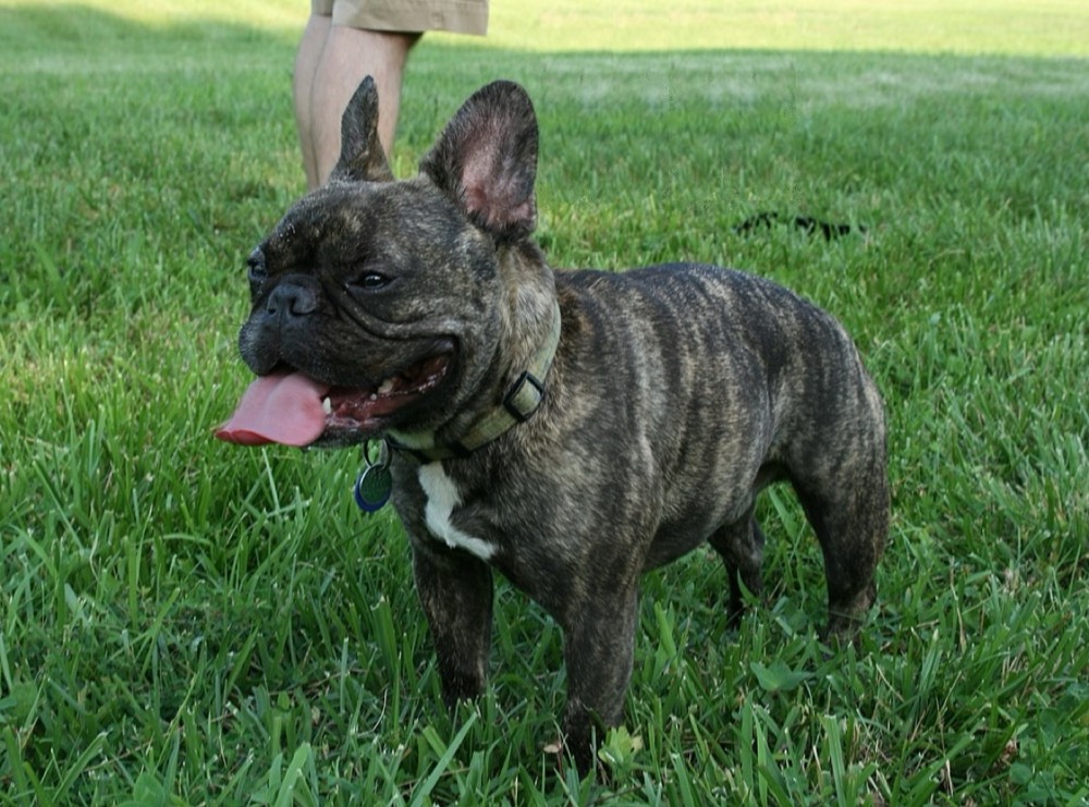 French Bulldog face