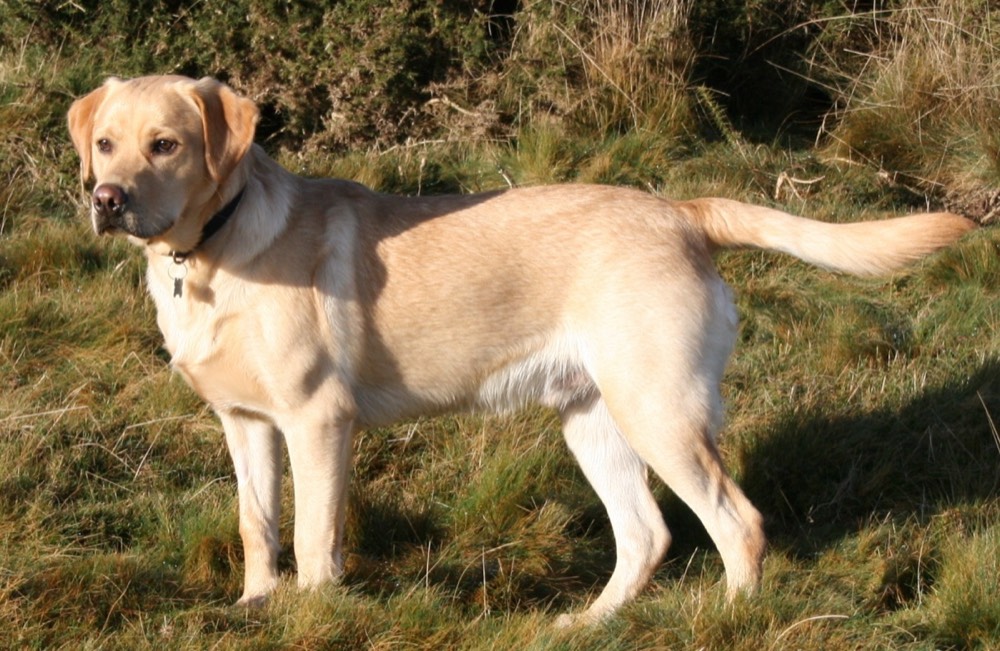 Labrador Retriever face