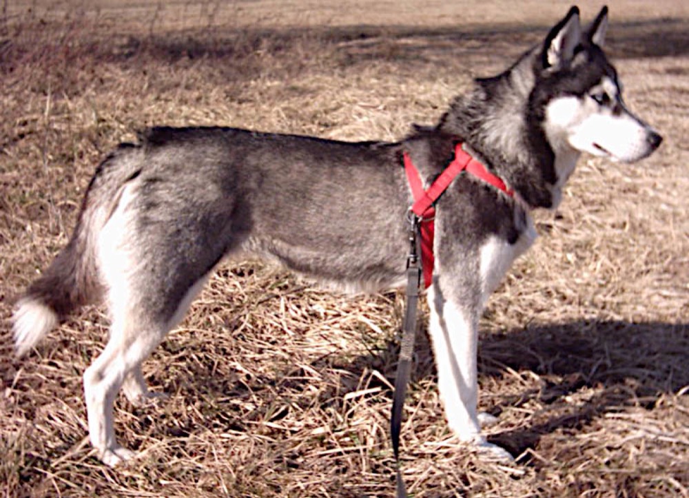 Siberian Husky face